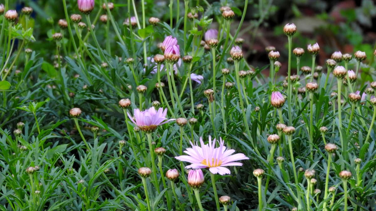 マーガレット20170419咲き始め