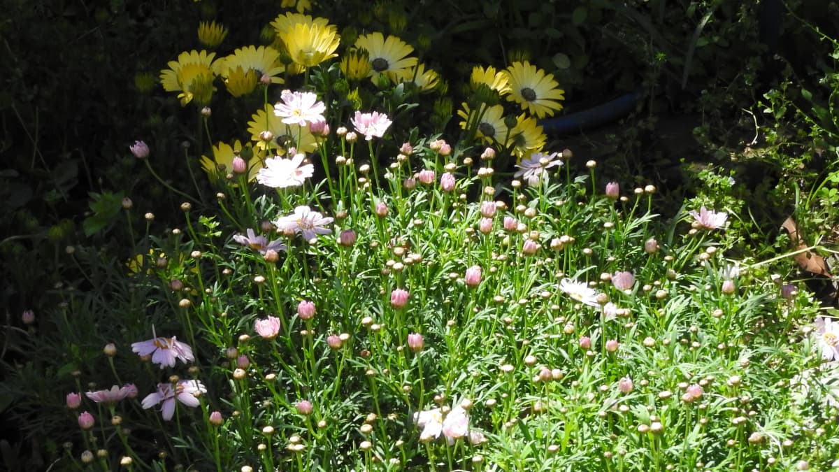 マーガレット20170423-1新鮮な春
