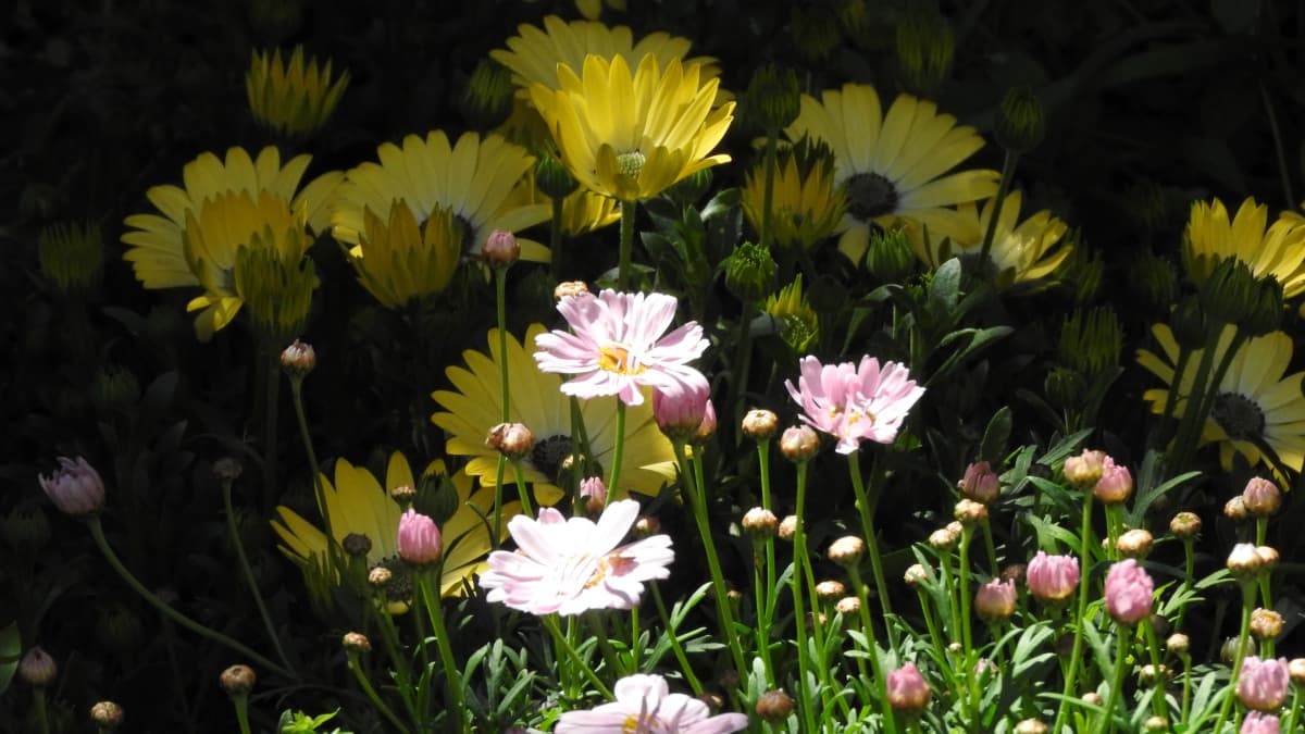 マーガレット2017023-2黄色いオステオとの共演