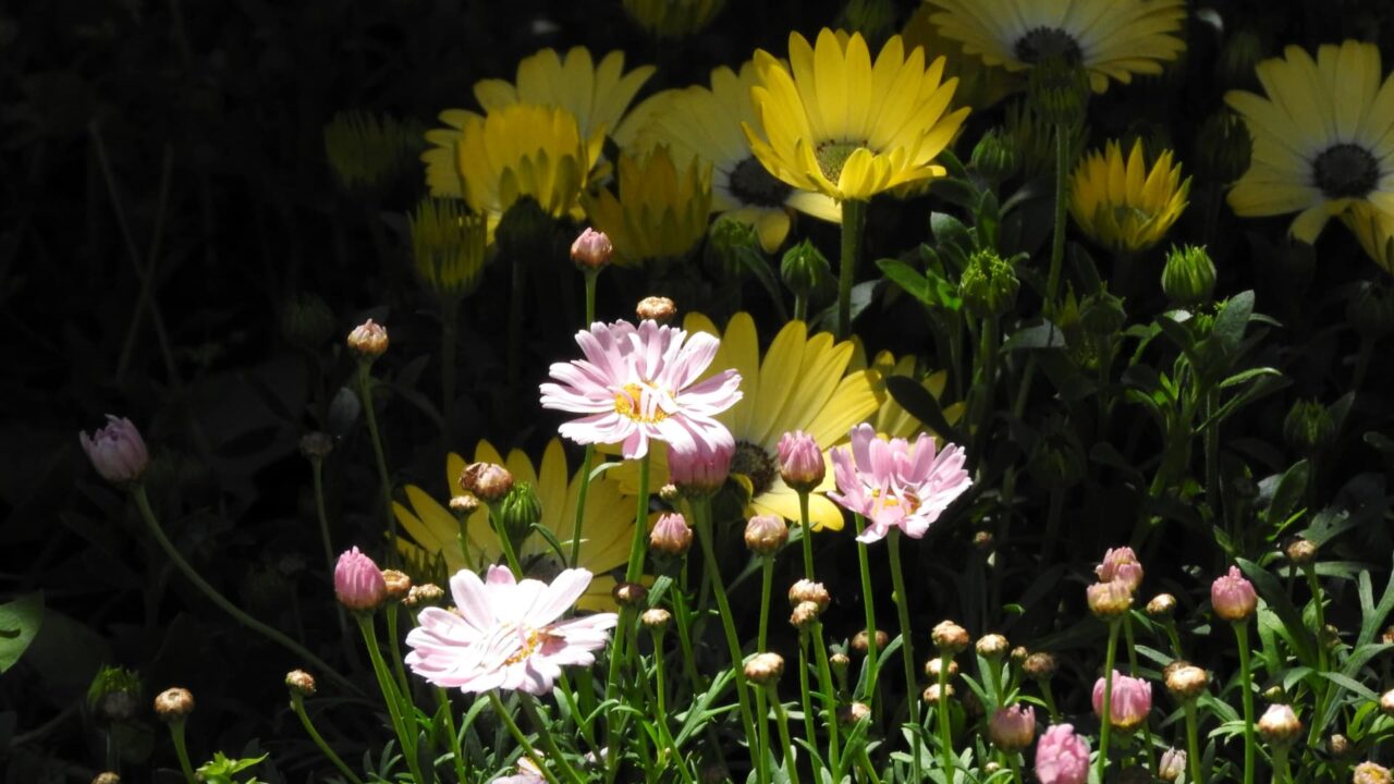 マーガレット2017023-3オステオの黄色との対比が鮮やか