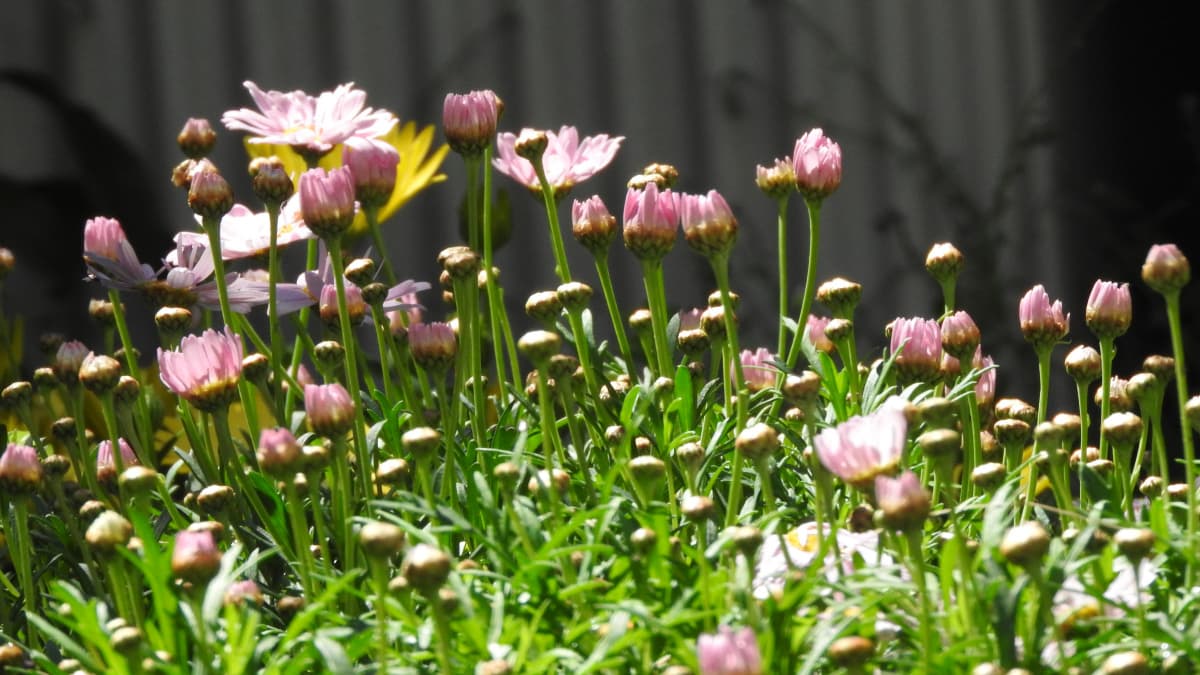 マーガレット2017023-4真上を目指す姿が気持ちいいね