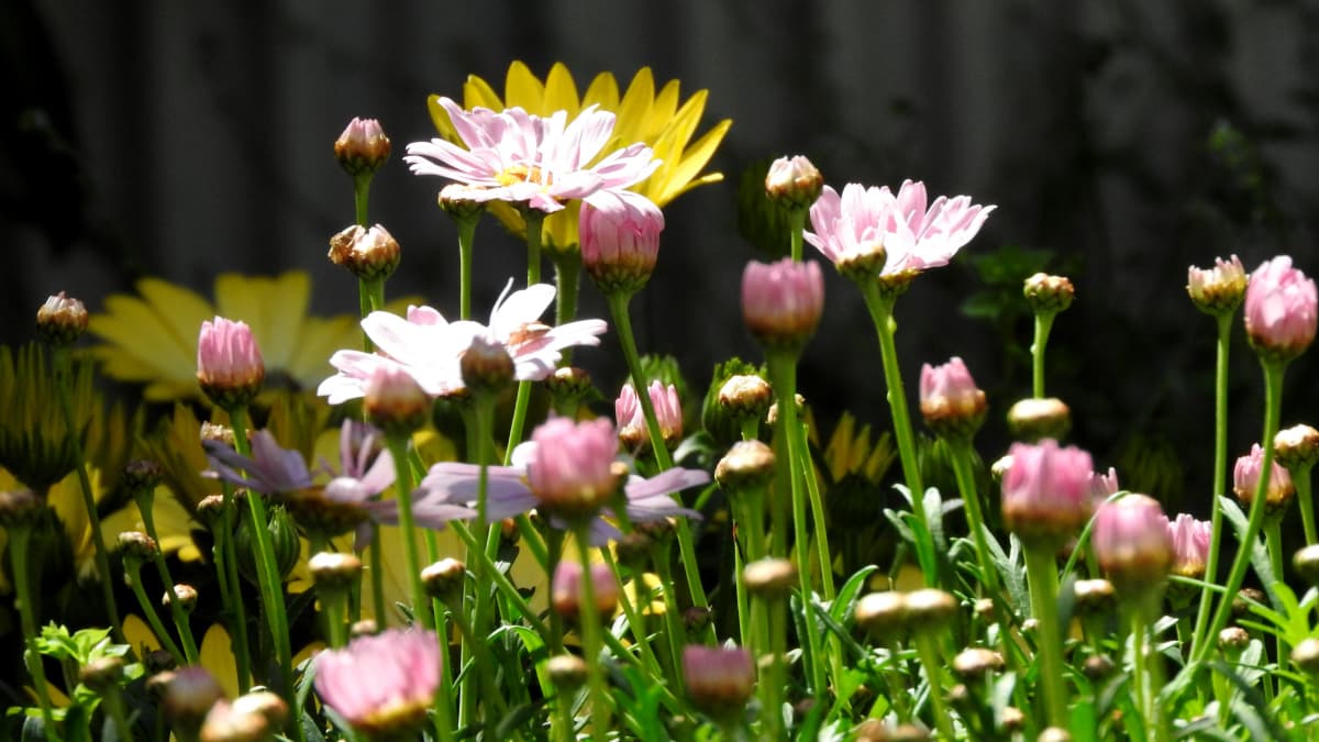 マーガレット2017023-5光に輝く花弁