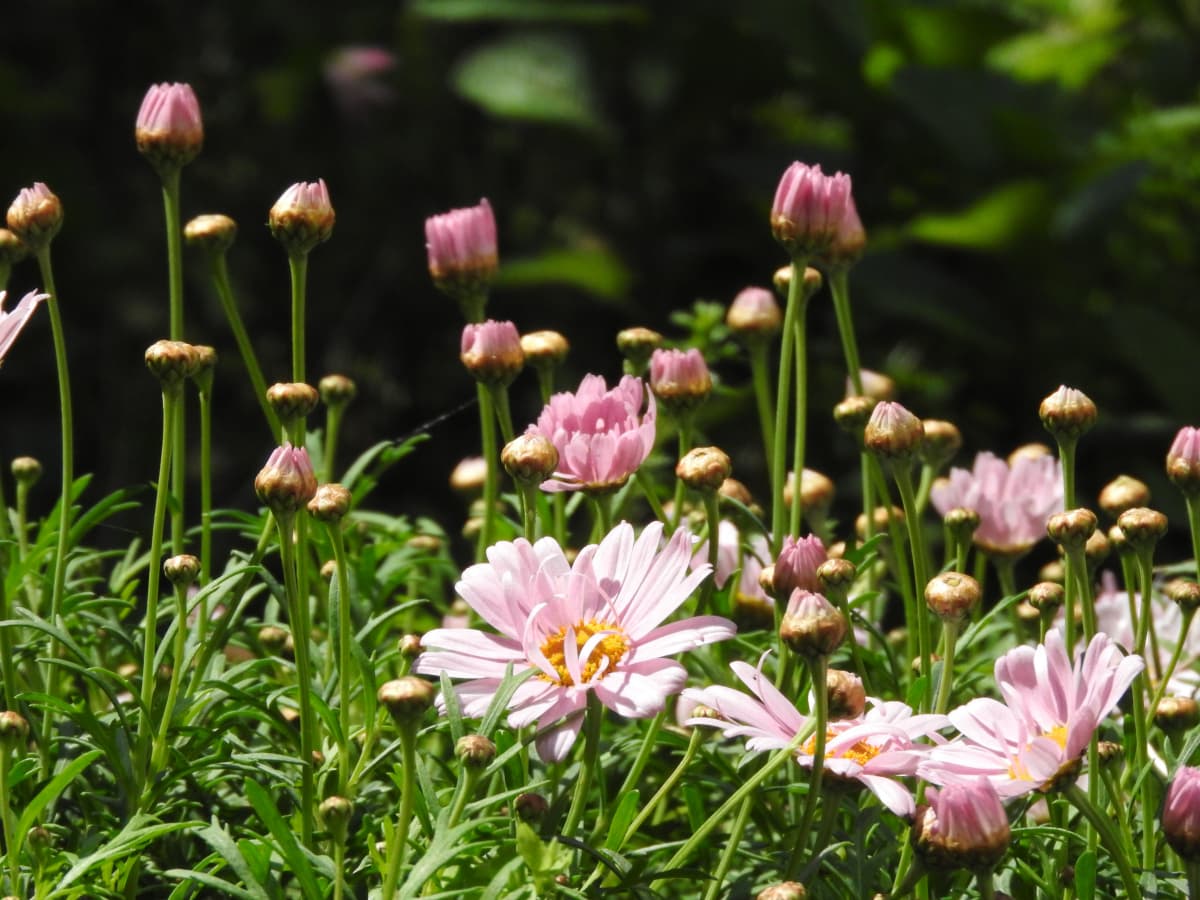 マーガレット2017023-6真っ直ぐ上むく蕾たち