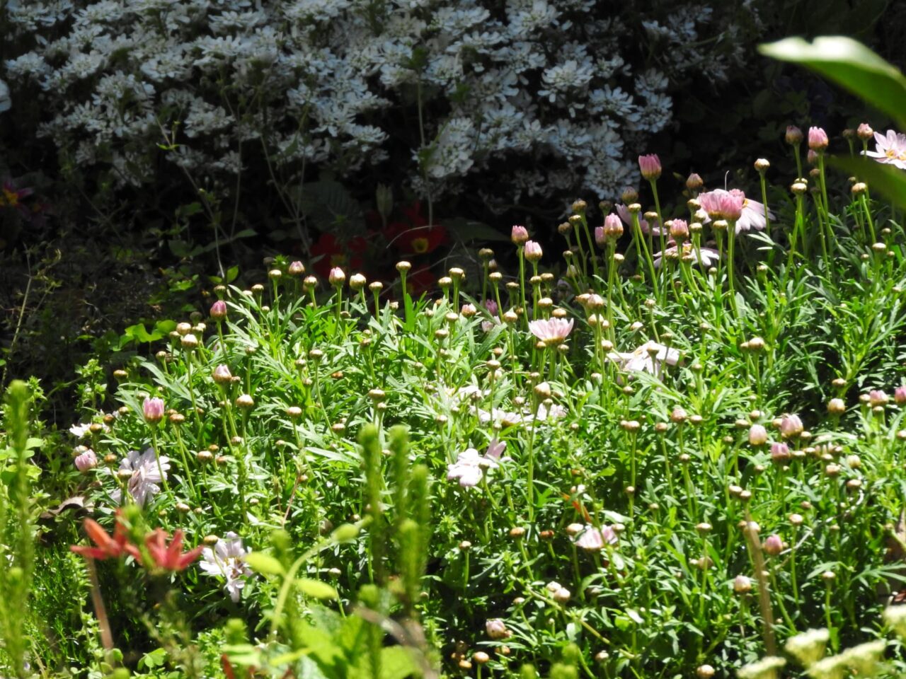 マーガレット20170423-7早春の山のように見える