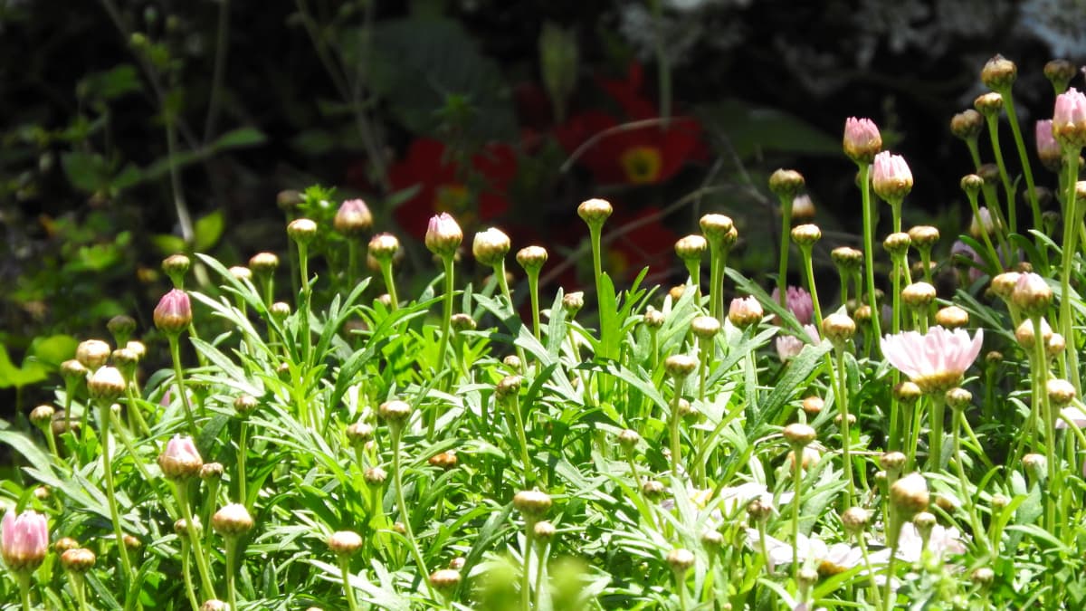 マーガレット20170423-8蕾が林立