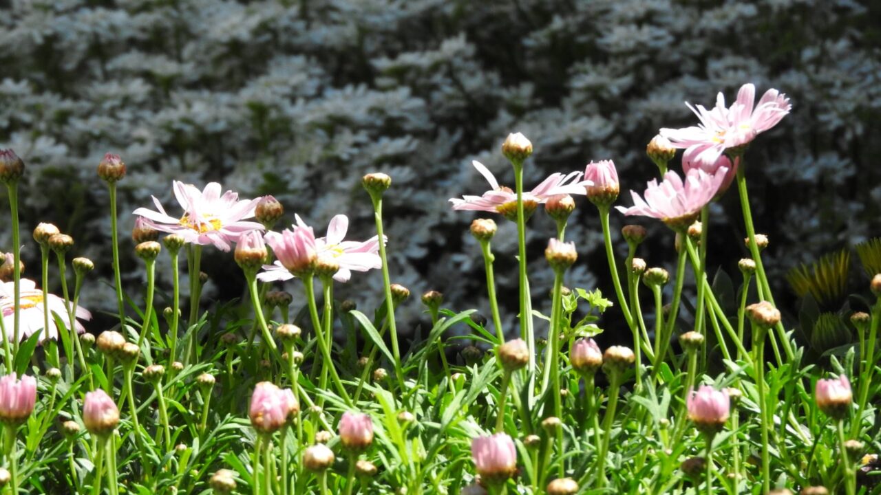 マーガレット20170423-9花が林立