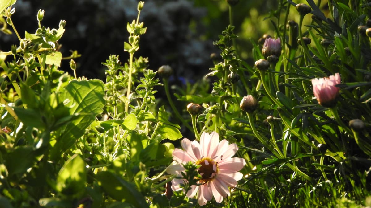 マーガレット20170424-1雑草の間から顔を出す一輪