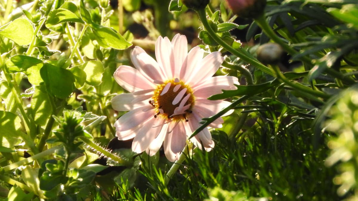 マーガレット20170424-2光に透かされ美しい花びら