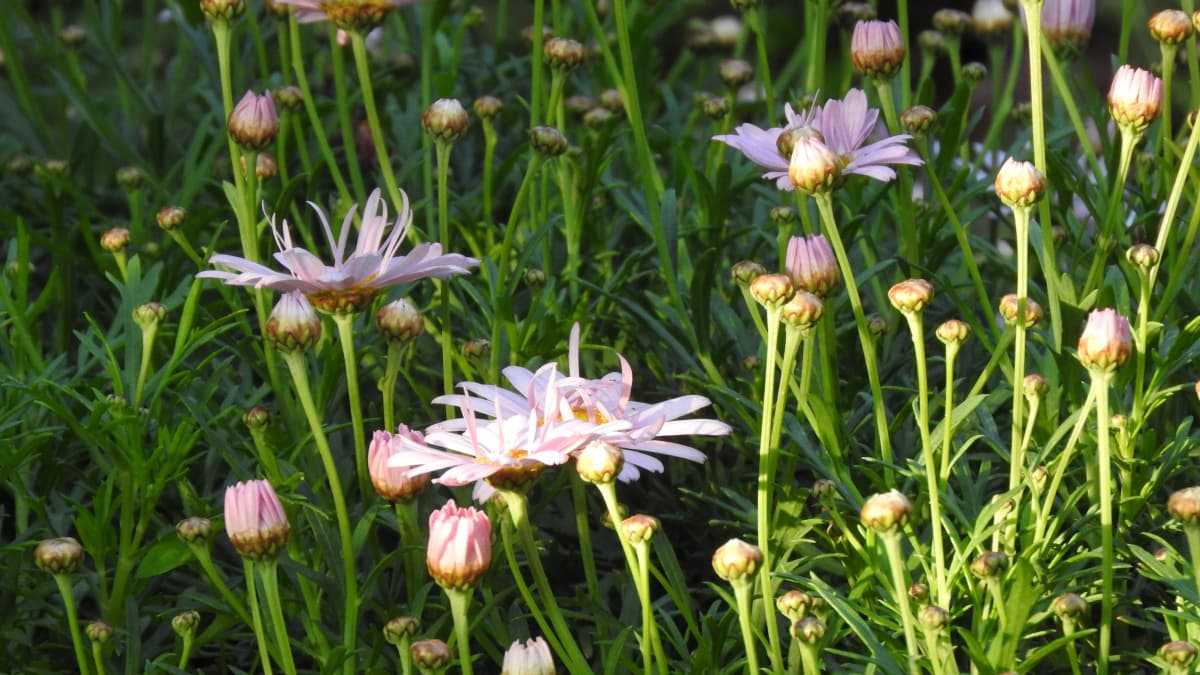 マーガレット20170424-3