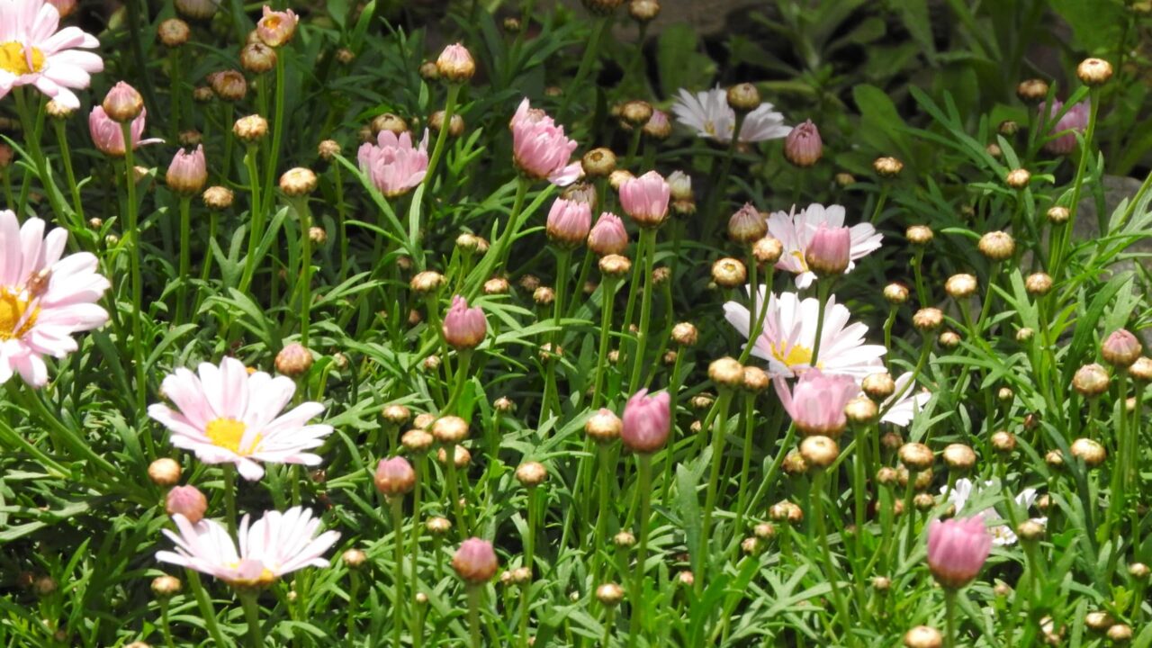 マーガレット20170424-4野原みたい