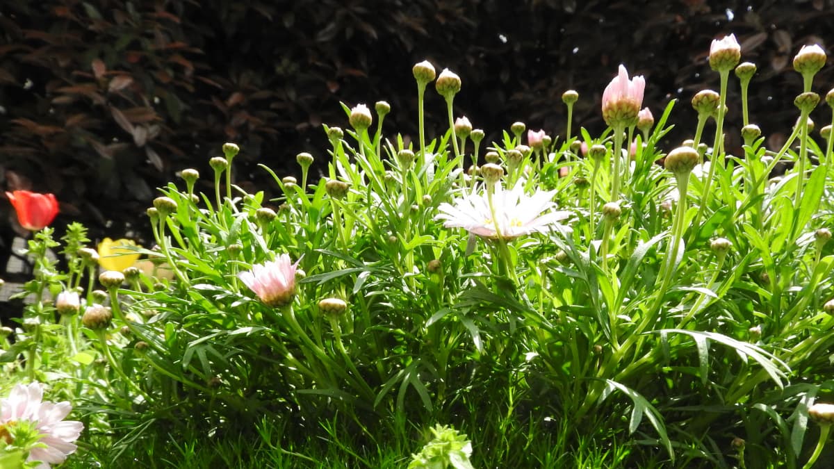 マーガレット20170424-5