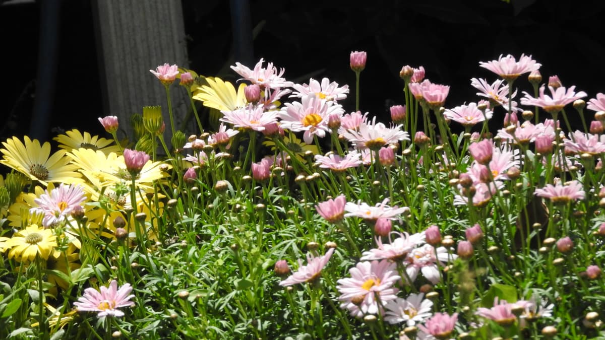 マーガレット20170428