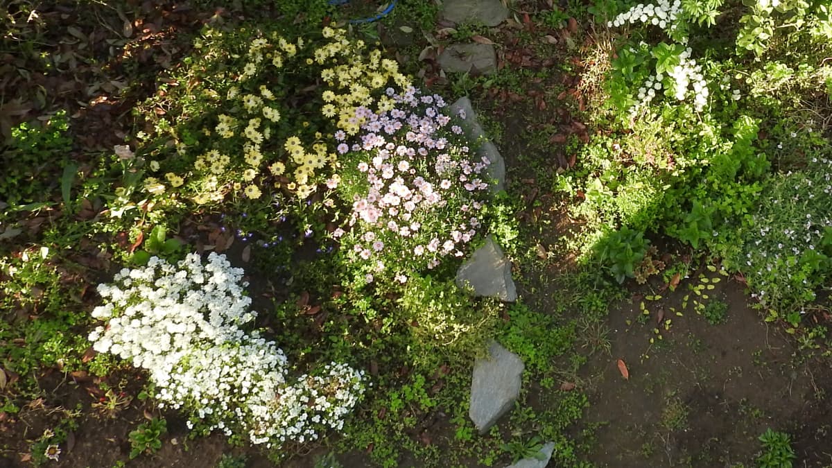 マーガレット・オステオスペルマム・イベリスの見事な三つ巴201705（キャッチ画像）