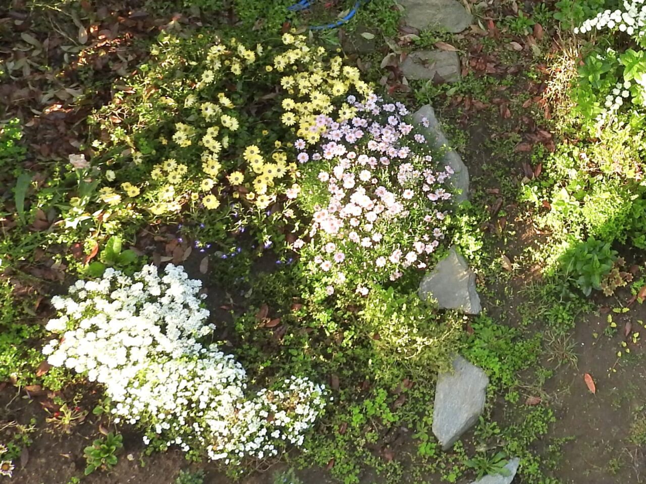 マーガレット・オステオスペルマム・イベリスの見事な三つ巴201705