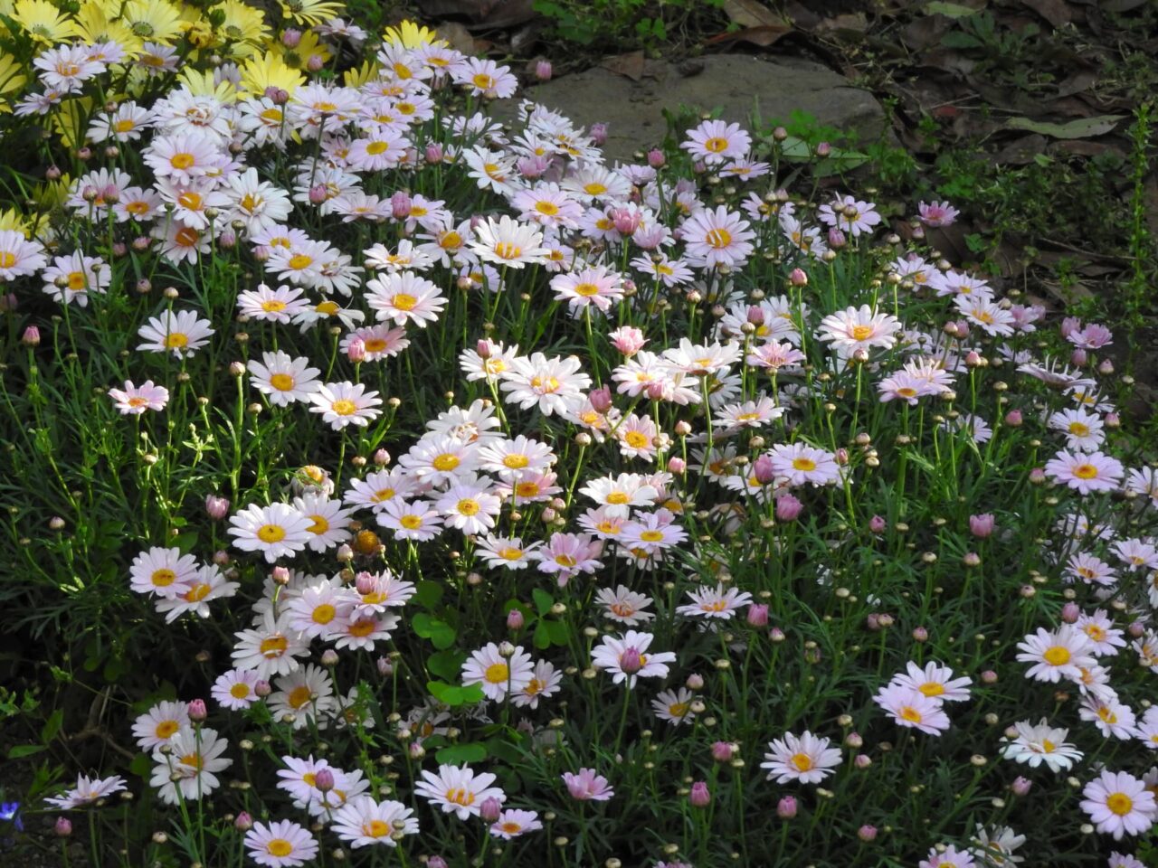 マーガレット20170504大株になる