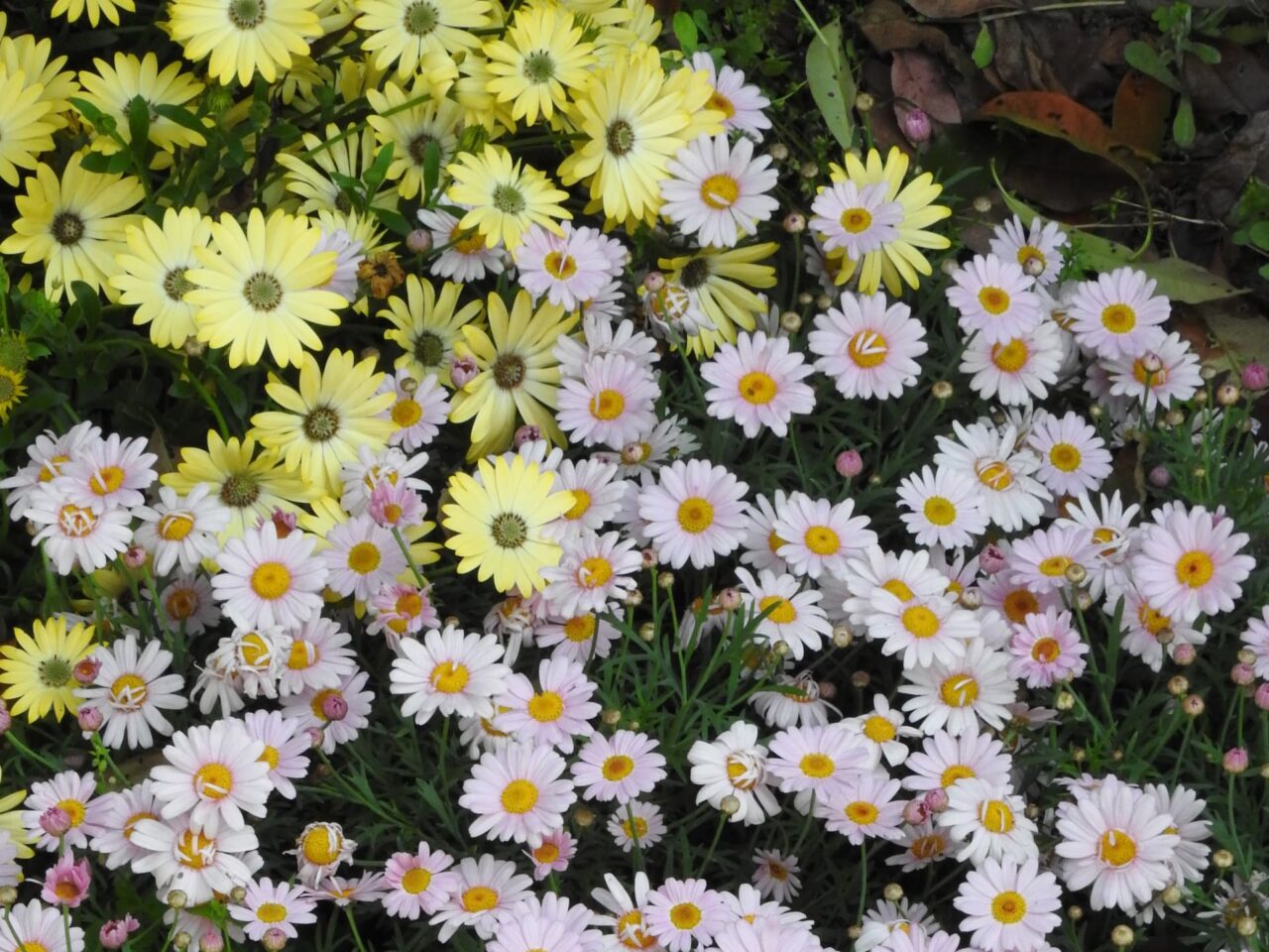 マーガレット20170506-1黄色いオステオスペルマムとのツートンカラー