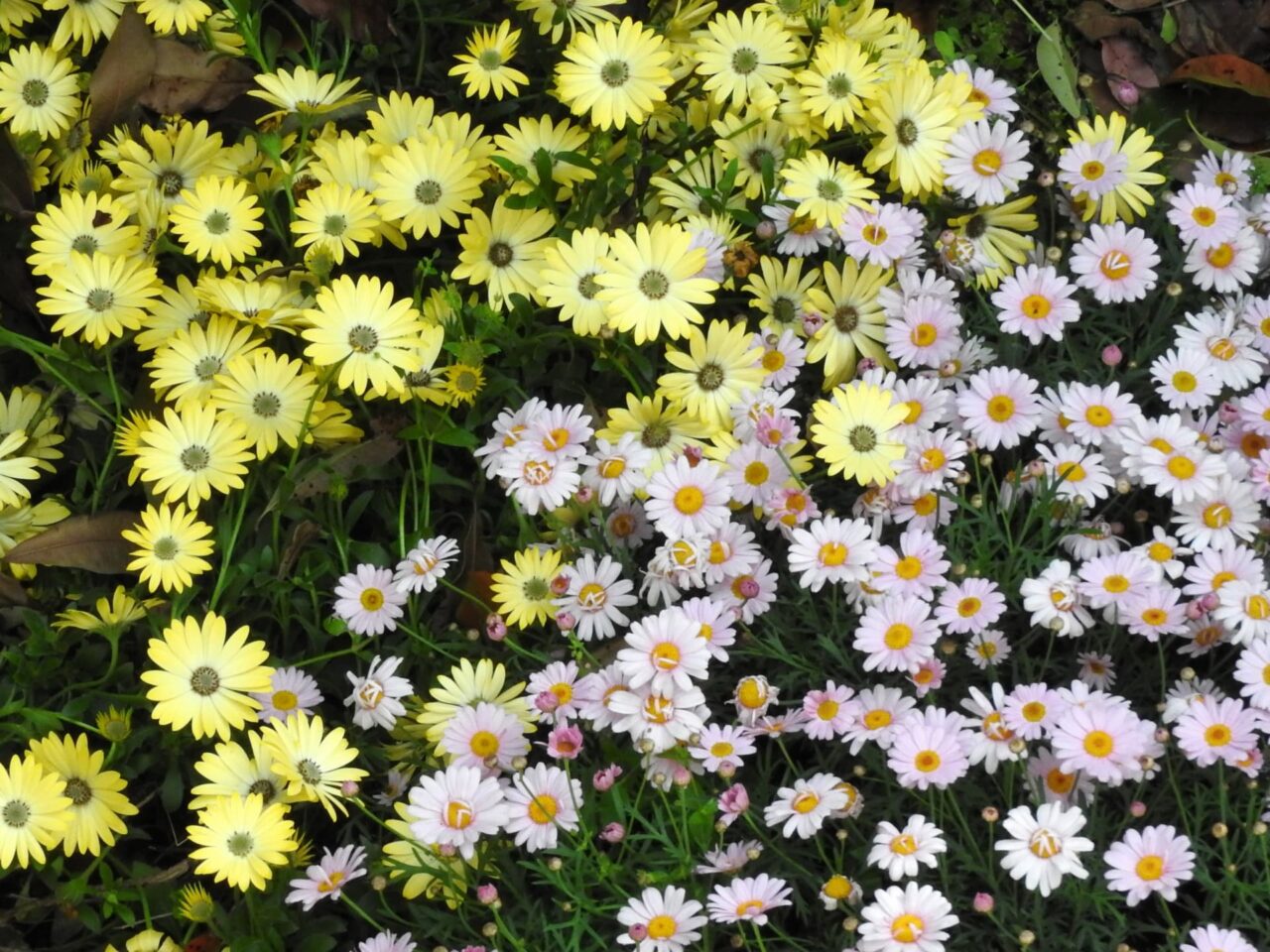 マーガレット20170506-2オステオと共に乱舞