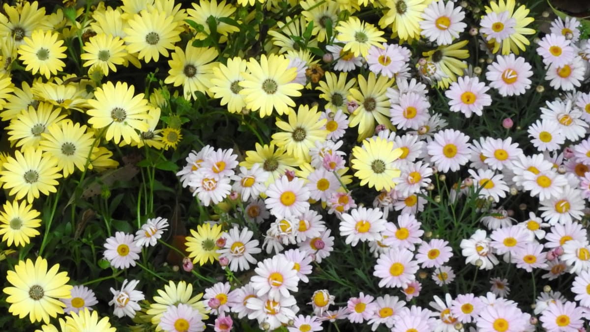 マーガレット20170506　オステオと共に乱舞