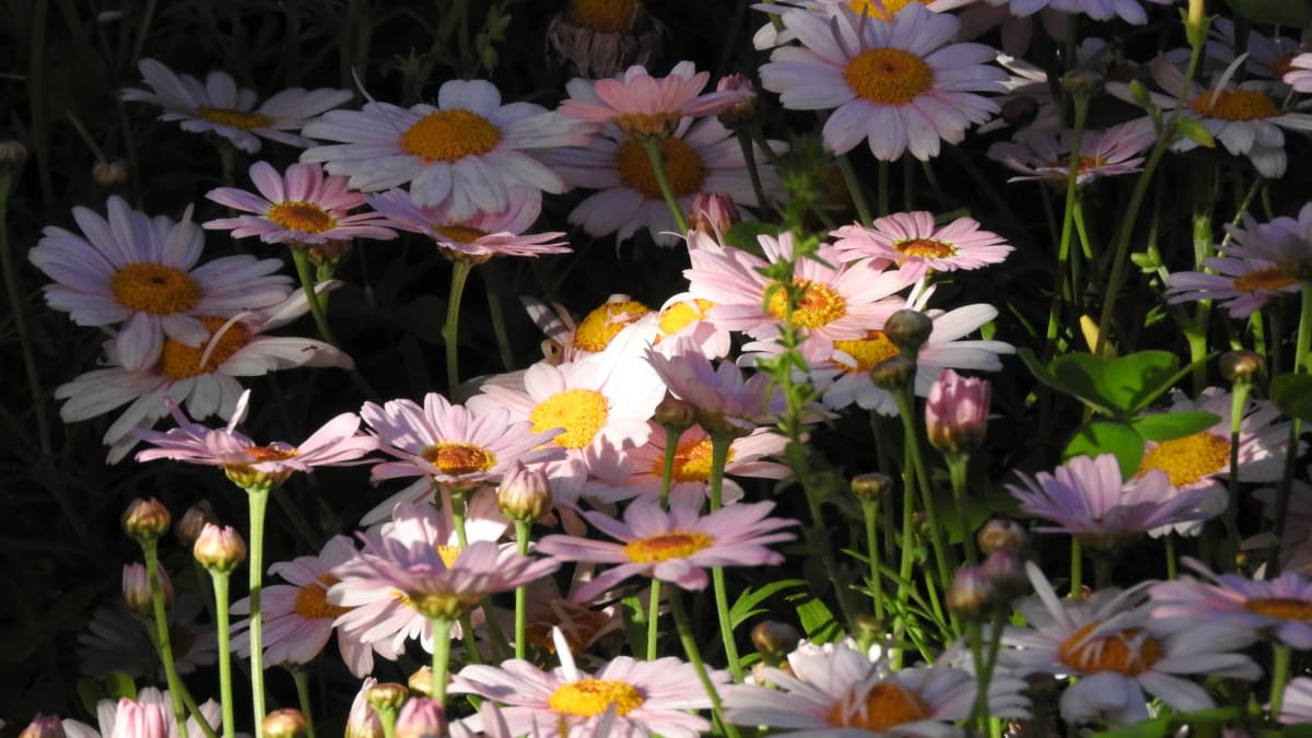 マーガレット20170506-3　日光のスポットライト