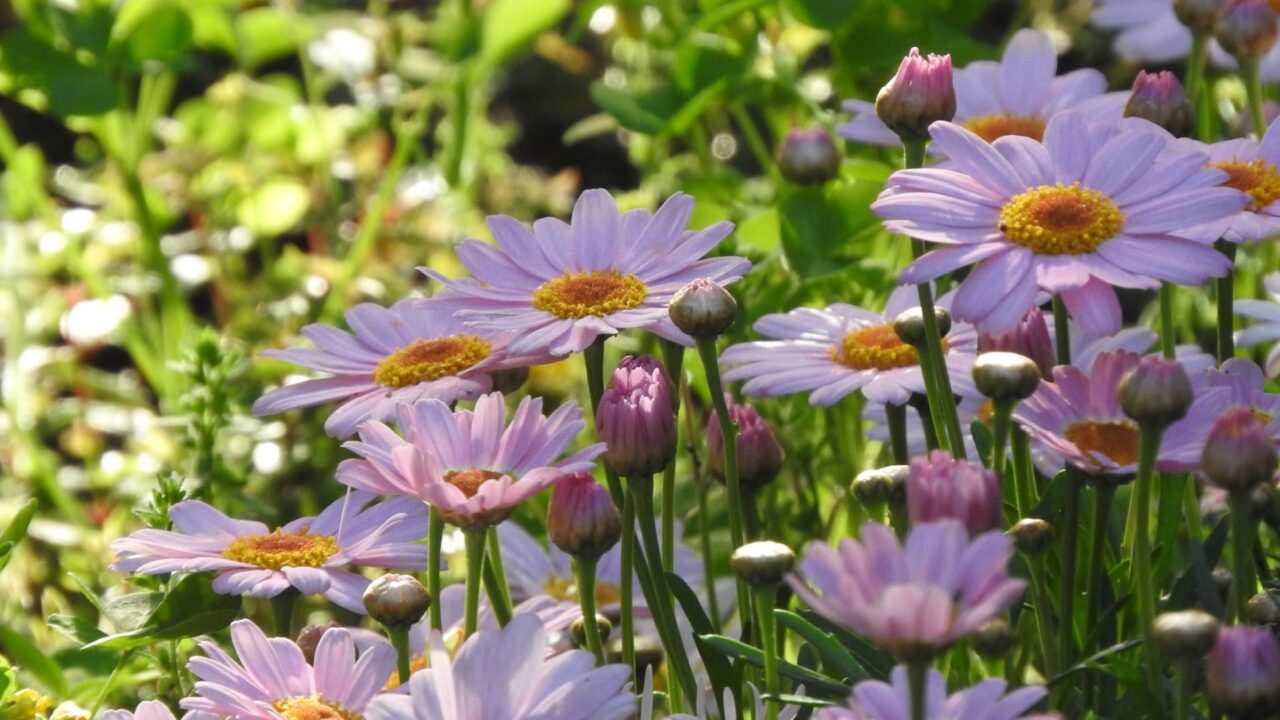 マーガレット20170508-1