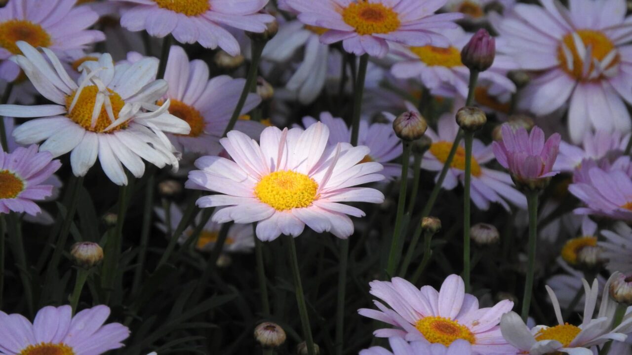 マーガレット20170508-2朝日のスポットライト