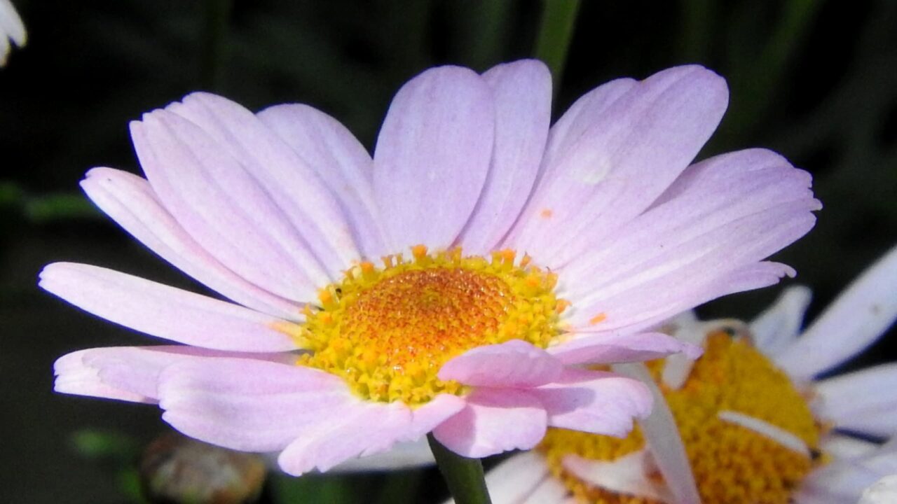 マーガレット20170508-3一輪拡大