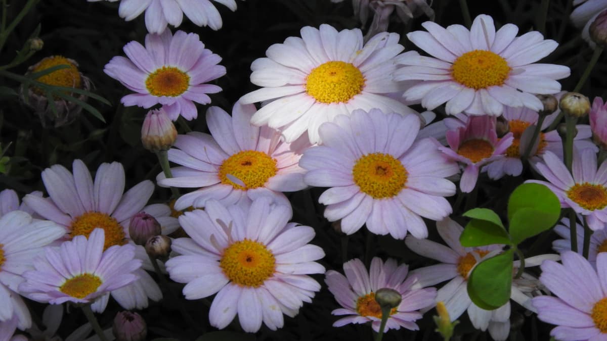 マーガレット20170508-4ほのかに日が当たる