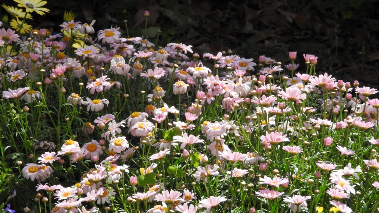 マーガレット20170508-5山の斜面のような花畑