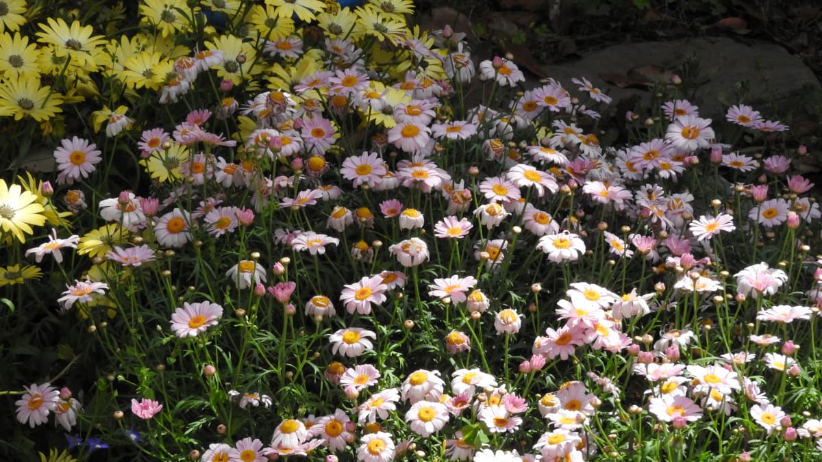 マーガレット20170508-6