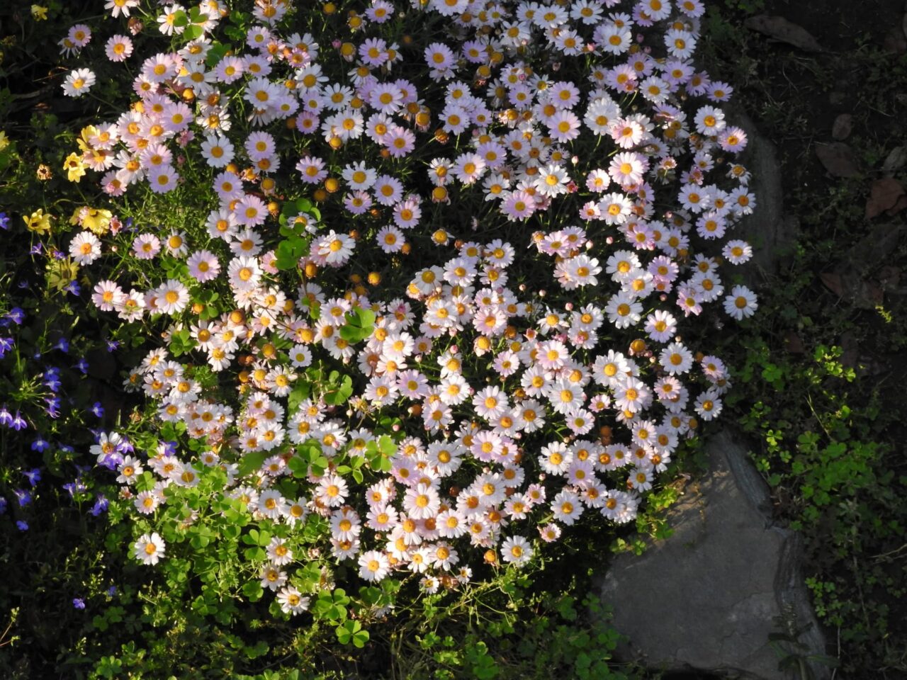 マーガレット20170518-1見事な大株