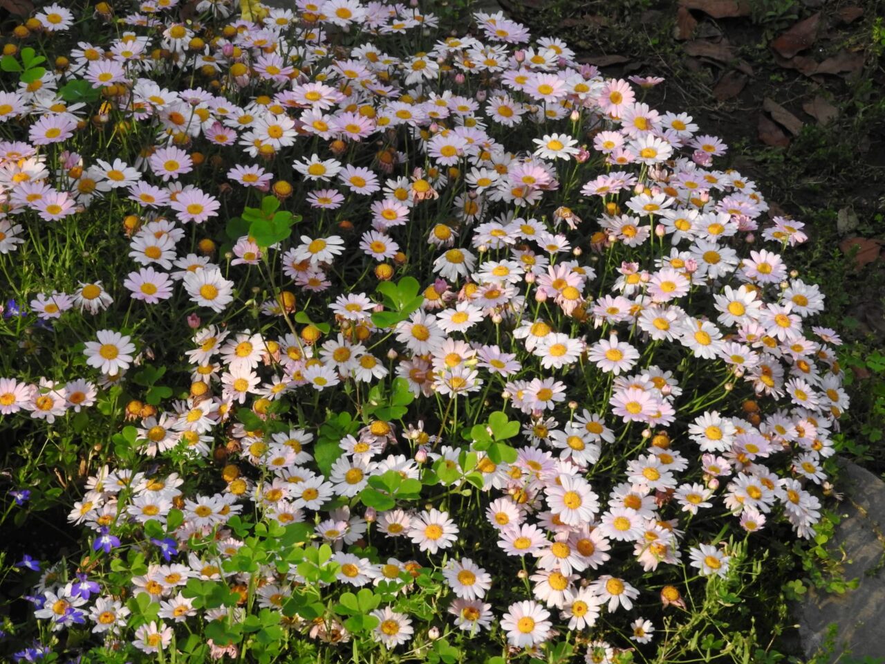 マーガレット20170518-2まるで大きな丸いクッション