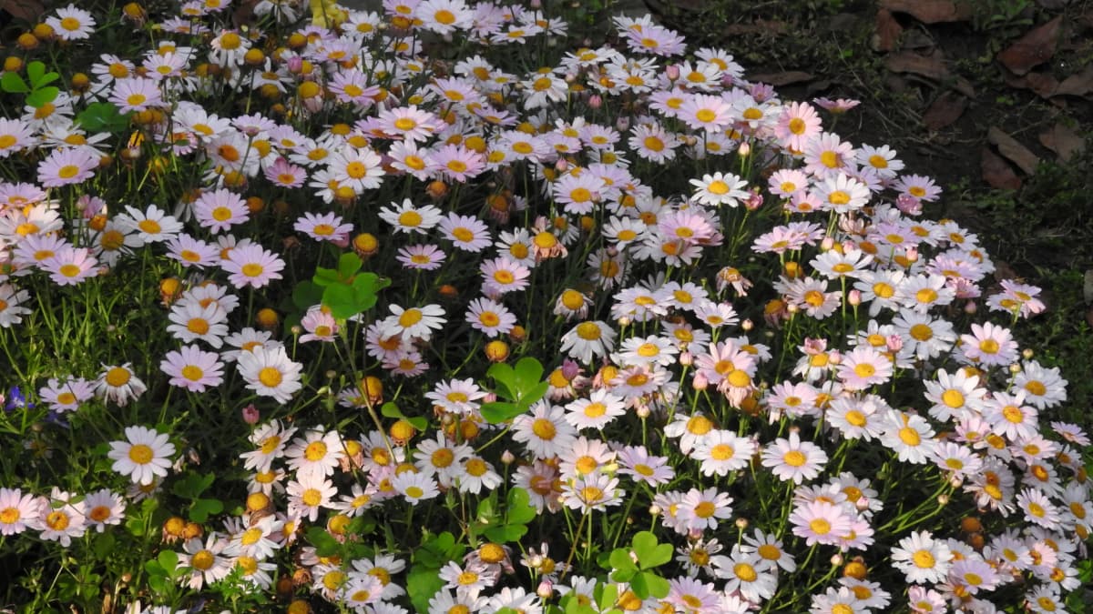 マーガレット20170518巨大クッション座布団のよう