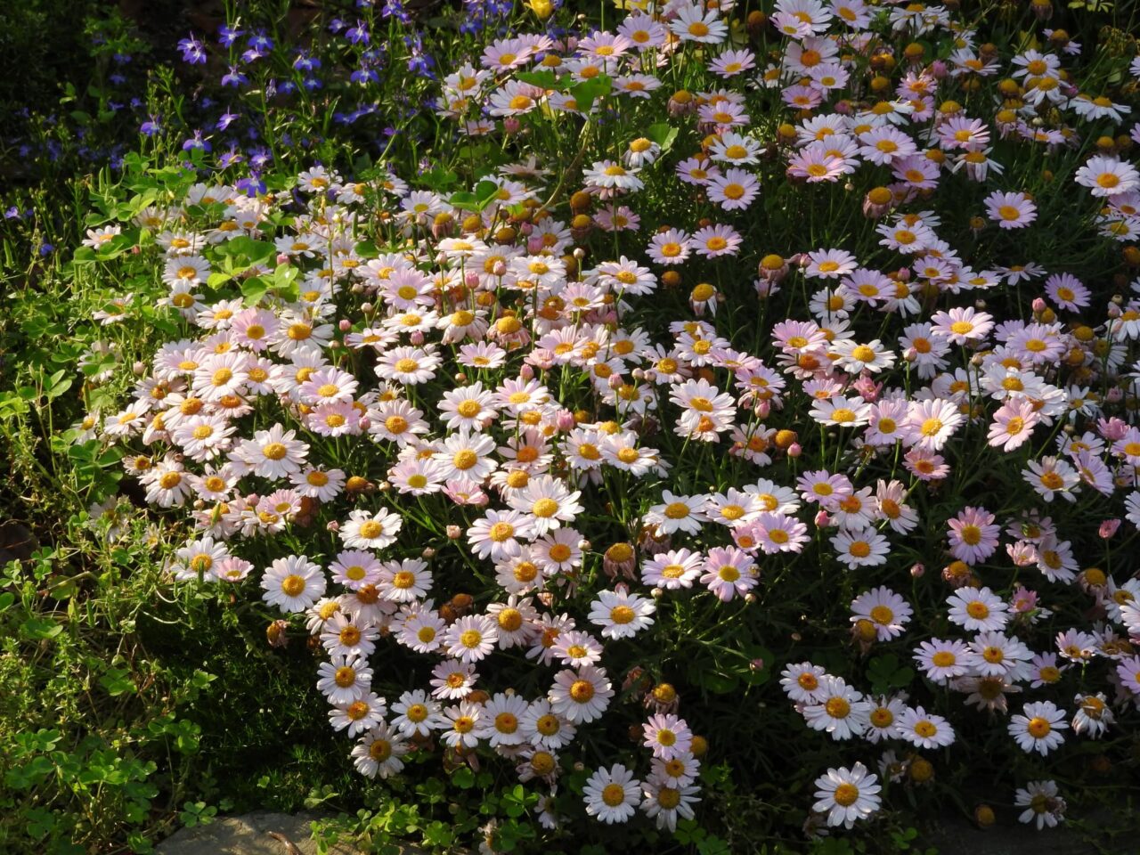 マーガレット20170518-3