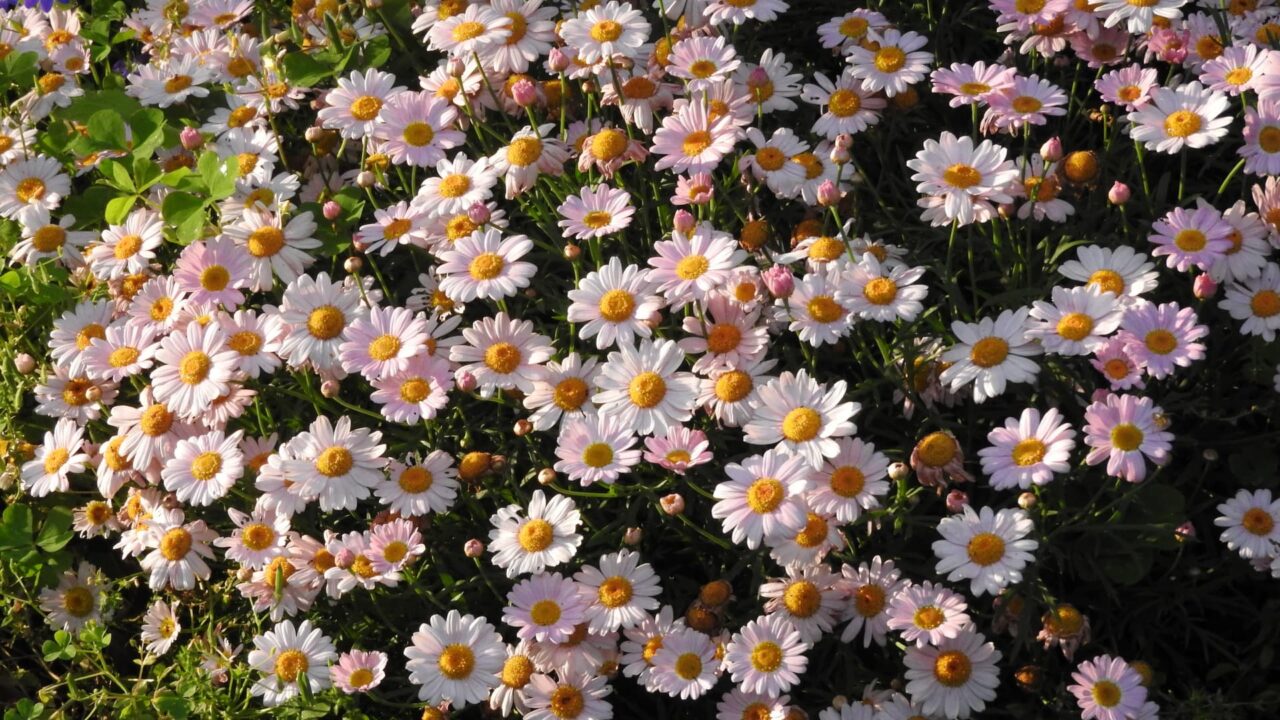 マーガレット20170518-4一面白とピンク