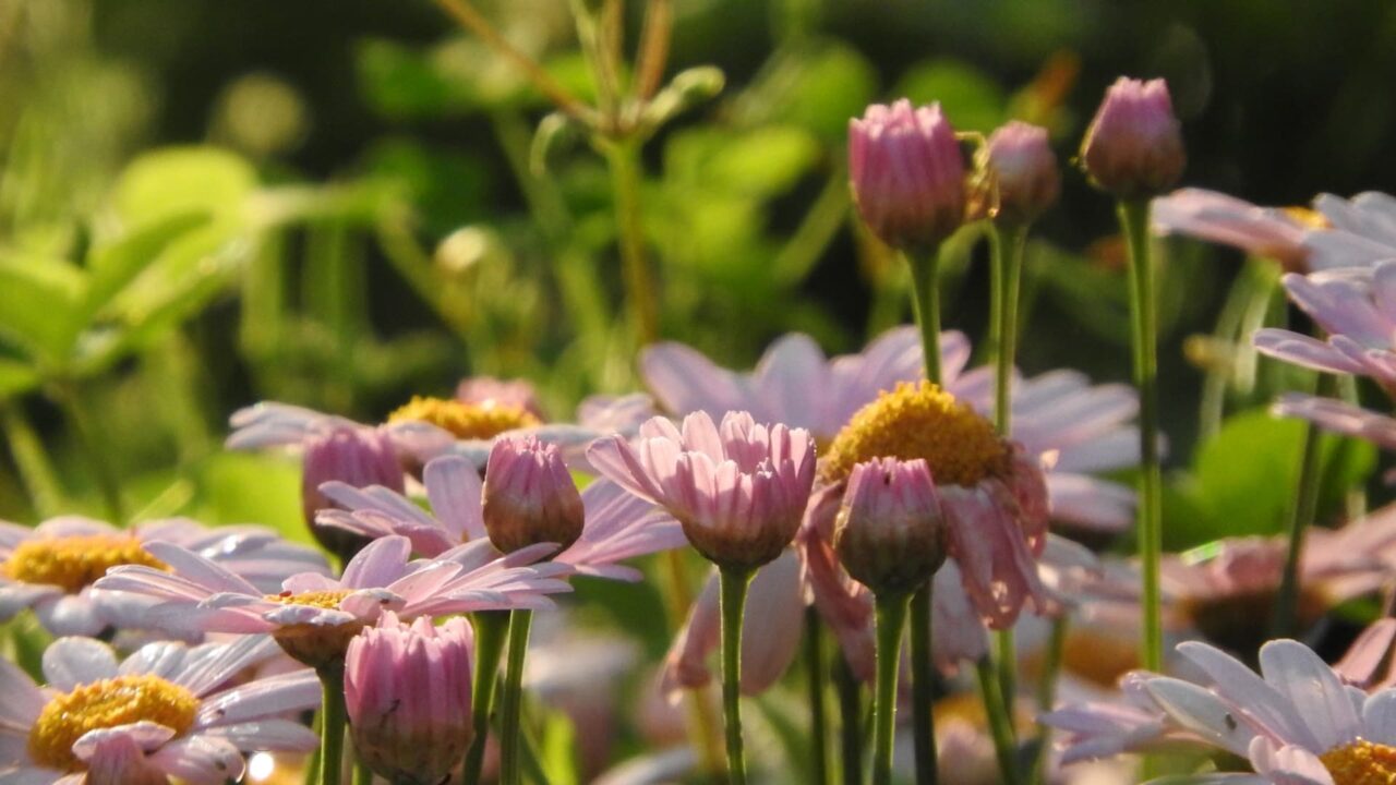マーガレット20170518-5ニョキっと立ち上がる２本の花茎
