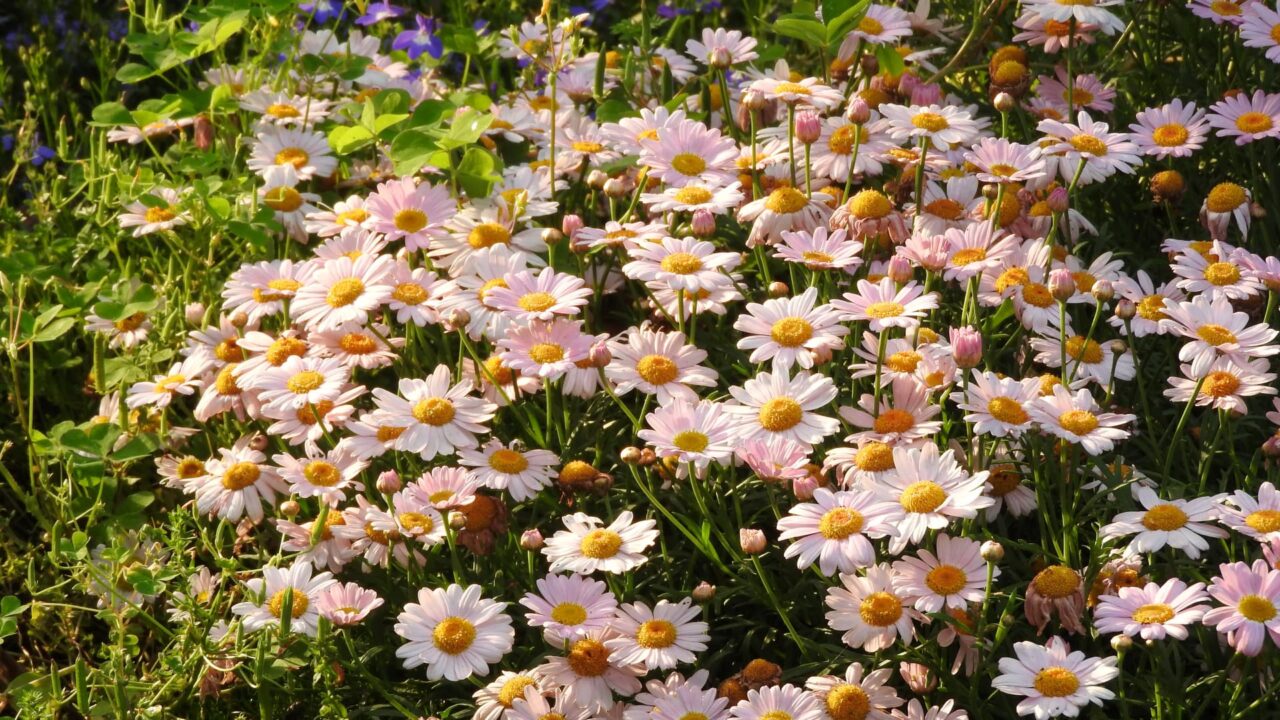 マーガレット20170518-7暖かい光の中で