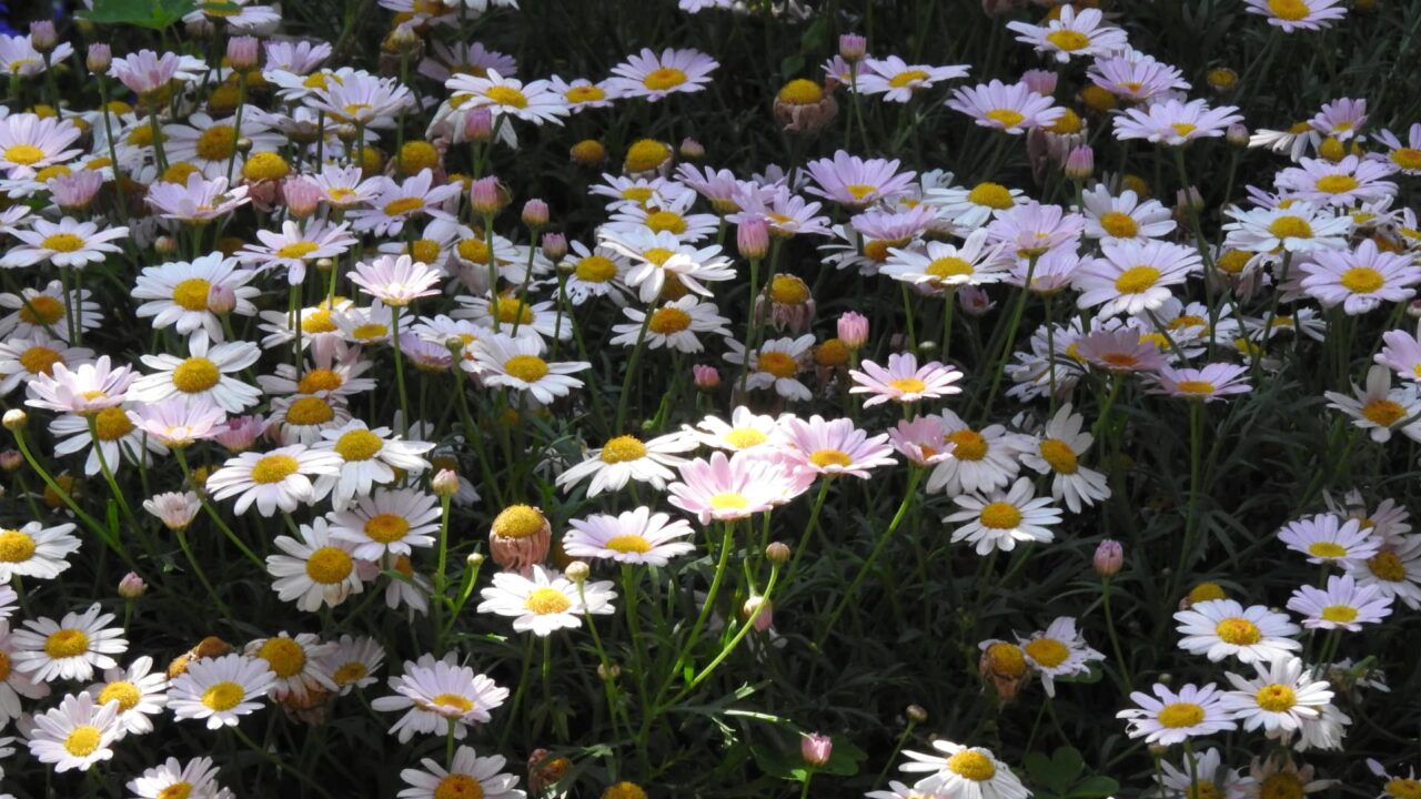 マーガレット20170519澄んだ光の中で