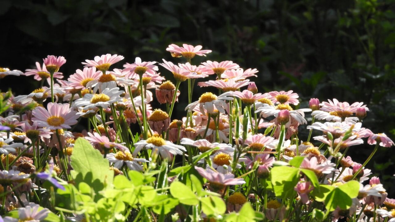 マーガレット20170521まだまだ元気