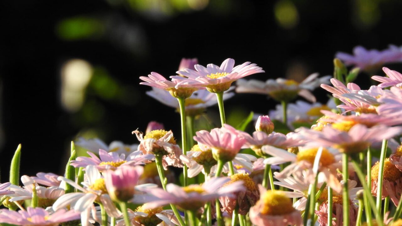 マーガレット20170523ニョキっと立ち上がる２本の花