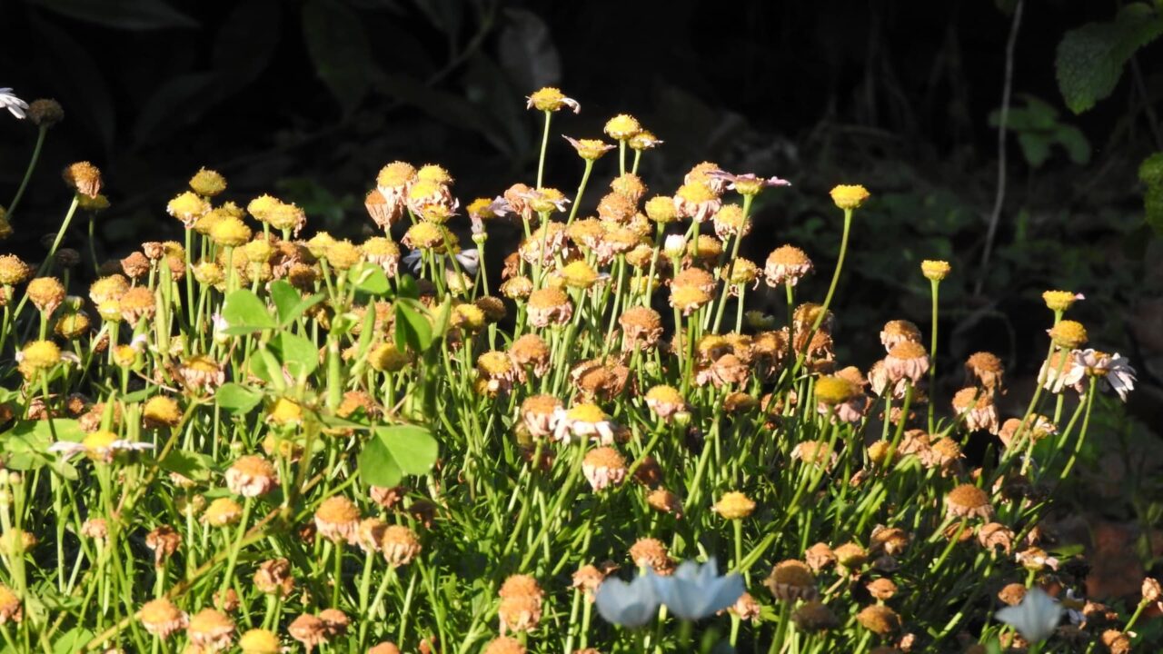 マーガレット20170602花弁が落ちた花畑