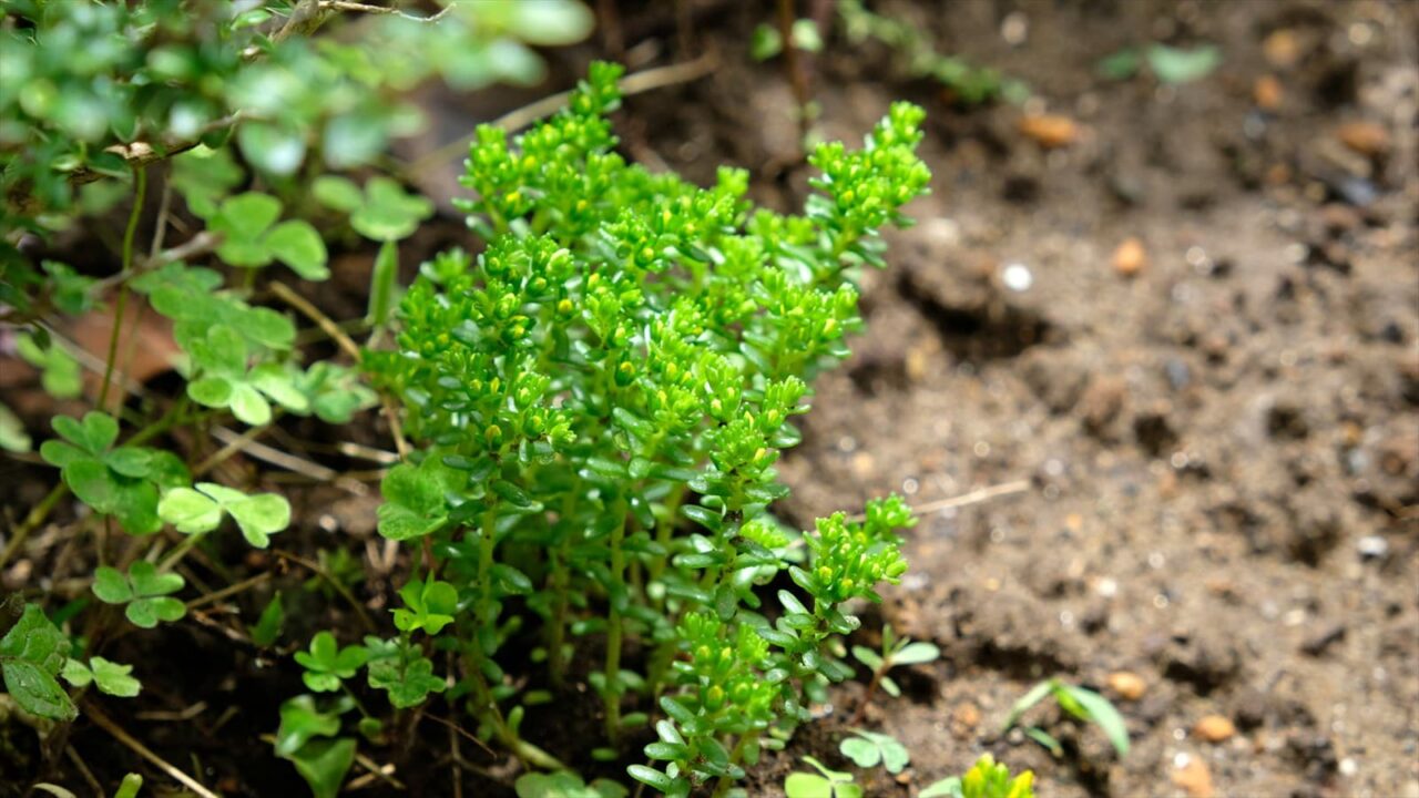 丸葉万年草一叢20190611
