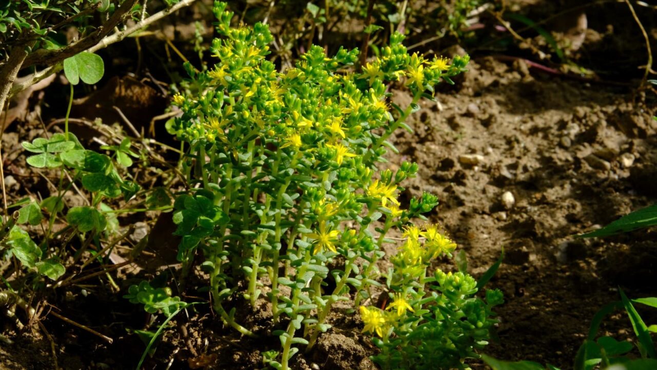 丸葉万年草一叢20190617