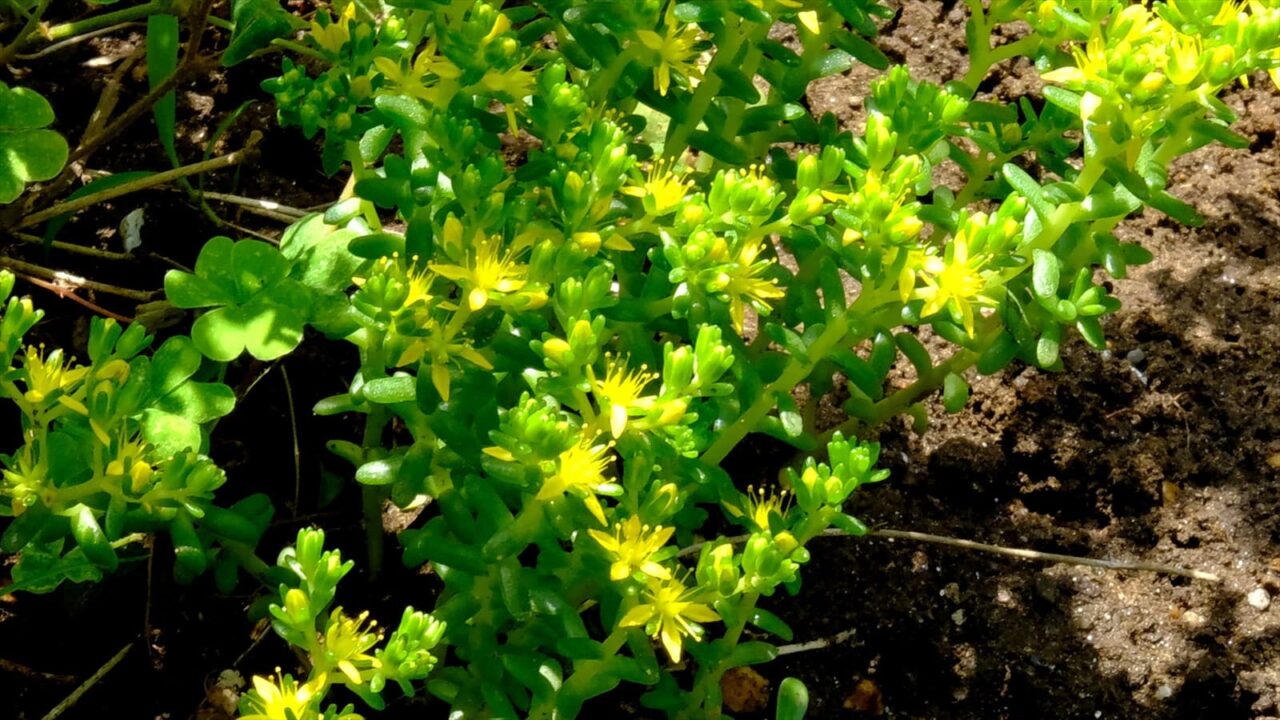 丸葉万年草一叢20190618