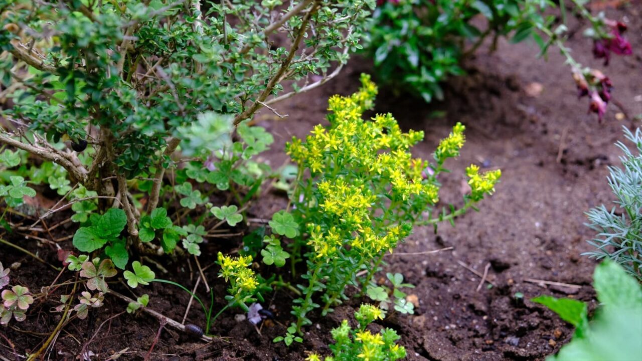 丸葉万年草一叢20190623-1