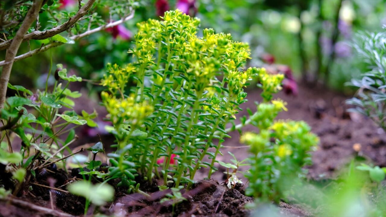 丸葉万年草一叢20190623-2