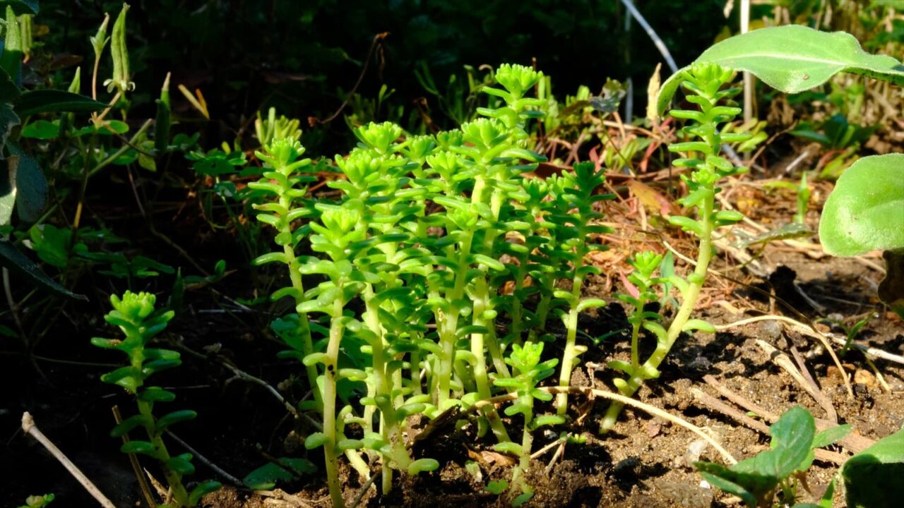 丸葉万年草20190526-1