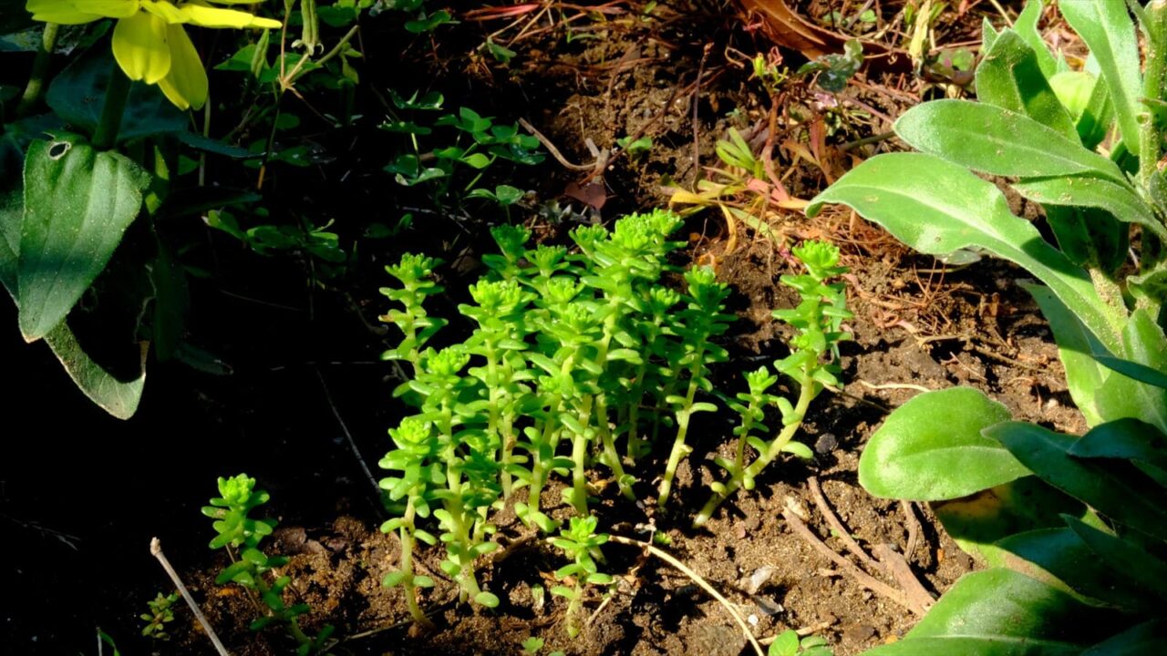 丸葉万年草別の叢20190526-2