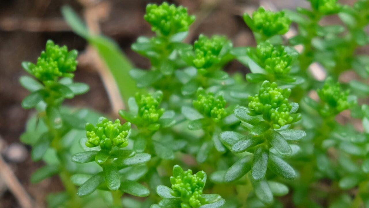 丸葉万年草別の叢20190528