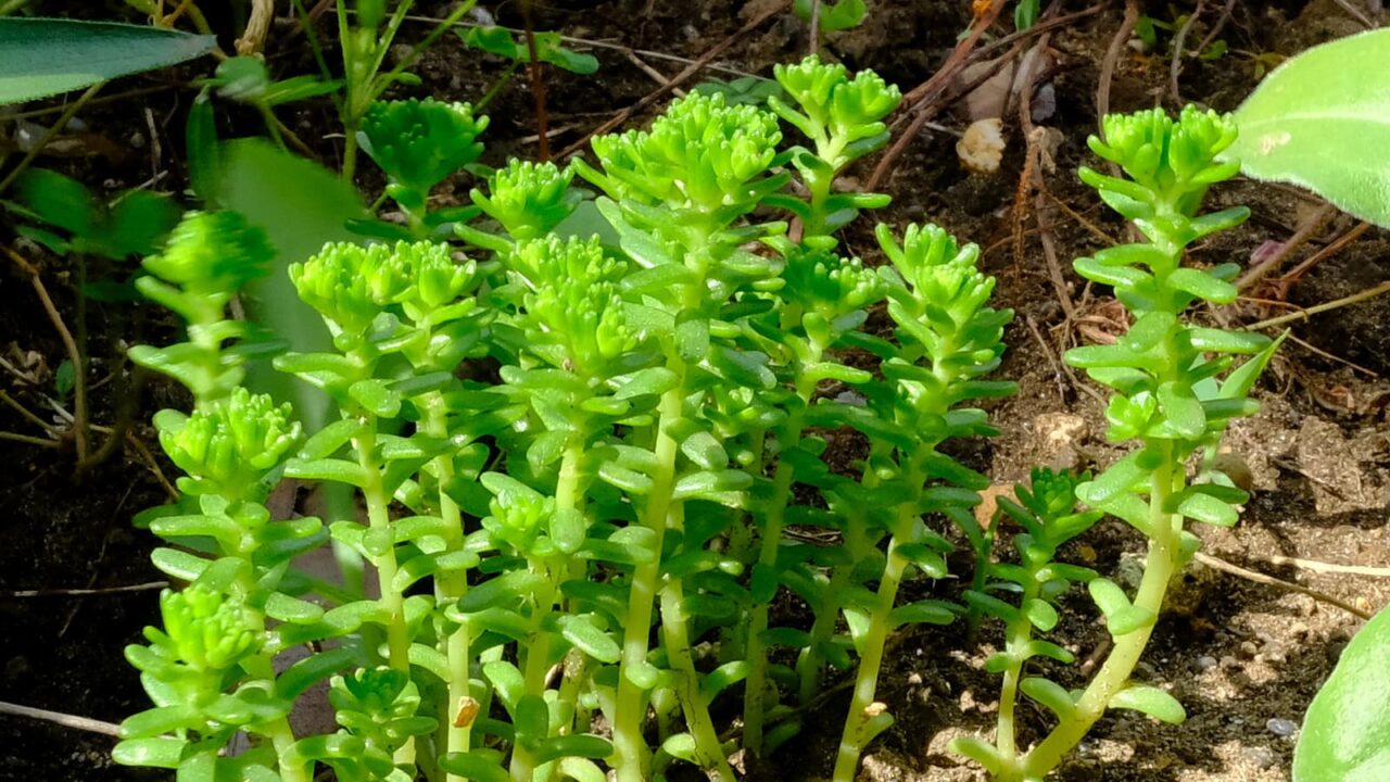 丸葉万年草別の叢20190531