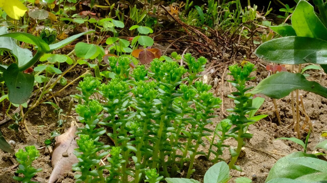 丸葉万年草別の叢20190604